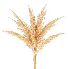 Fototapeta premium Bunch of bulrush spikelets isolated on a white background. Wild spikes. Reed spikelets.