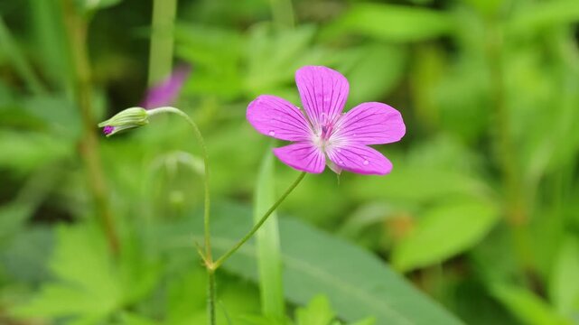 Macro close up shot of a beautiful wild purple geranium flower swaying in the wind in a summer forest
