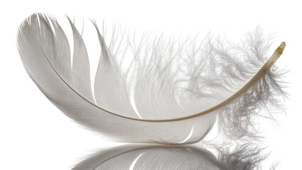 Delicate white feather with fluffy barbs, isolated on transparent background © ProStock
