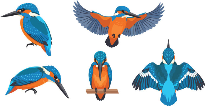A kingfisher bird is depicted in multiple dynamic poses.