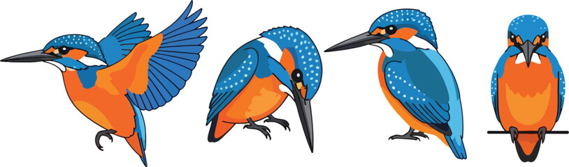 Naklejka premium A stylized illustration depicts a kingfisher in four different poses.