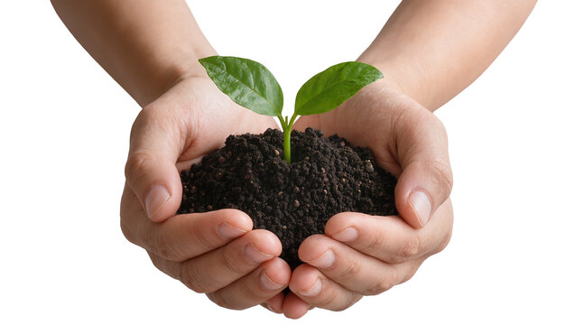 Human hands cradling dark soil with a young green sprout, isolated on transparent background