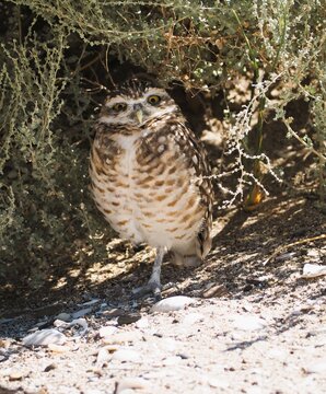 The surprised Buho