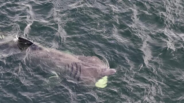 Aerial view of basking sharks in Donegal Bay - Ireland