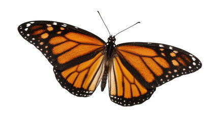Monarch butterfly with orange and black wings, isolated on transparent background © Mihai