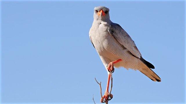 pale shanting goshawk, Melierax canorus, on his perch, looking around 530
