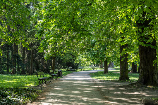 Green park alley with blooming chestnut trees and benches. Lazienki Park, Warsaw.