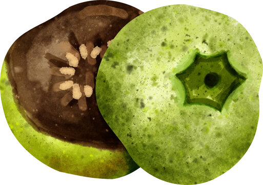 Watercolor black sapote hand painted clipart illustration