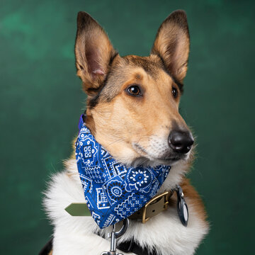 portrait of a dog in the studio