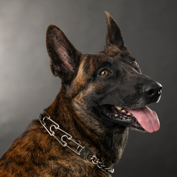 portrait of a dog in the studio