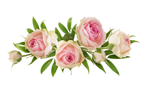 Small pink rose flowers and green eucalyptus leaves in a floral arrangement isolated on white or transparent background