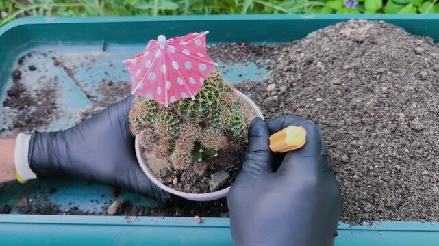 Close-up footage of gloved hands carefully loosening soil around a small cactus with a hand gardening tool before removing it from its nursery pot for repotting