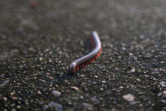 High angle shot focusing on a single small millipede crawling slowly on a rough wet ground or asphalt pavement, capturing wildlife and nature detail.