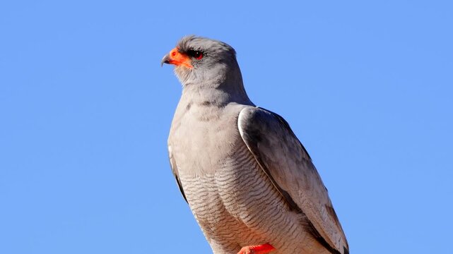 pale shanting goshawk, Melierax canorus, on his perch, looking around, portrait 531

