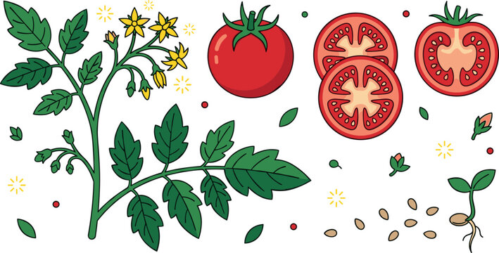 Vector cartoon illustration set of tomato growth elements featuring flowering plant whole ripe vegetable slices cross section seeds and sprout