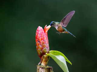 Fototapeta premium Female Long-tailed Sylph Hummingbird Feeding From Pink Ginger Flower