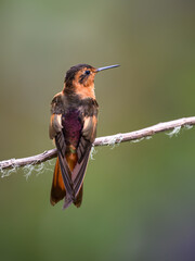 Naklejka premium Shining Sunbeam Hummingbird Perched on Mossy Branch in Andean Forest