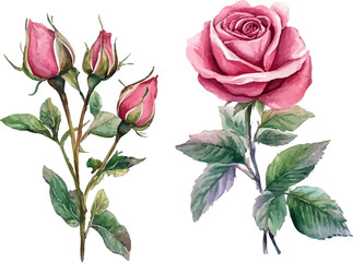 Fototapeta premium bouquet of pink roses
