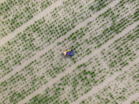 Aerial view of a farmer matun or weeding a flooded rice paddy field in Piyungan, Special Region of Yogyakarta, Indonesia.