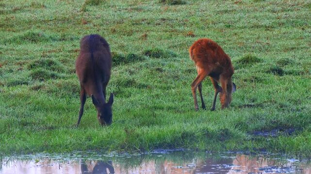 two Sitatunga or marshbuck females with calf eat fresh grass by the river 122
