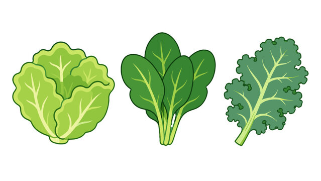Leafy vegetable set with lettuce spinach and kale vector