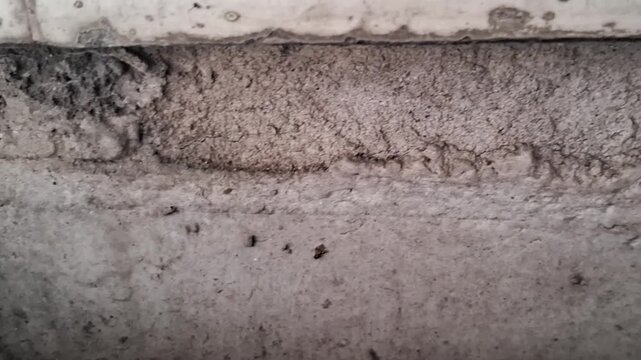 Termites crawling along concrete wall foundation in motion video footage