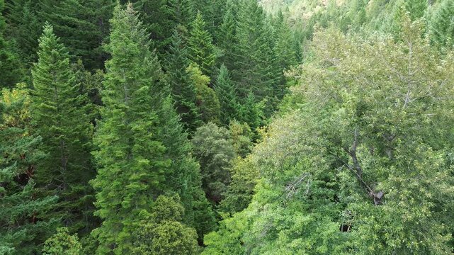 Aerial view passing the tops of evergreen and oak tress in a deep valley of evergreen trees in the pacific northwest.