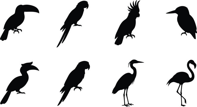 Set of tropical exotic bird black silhouettes isolated on a clean white background