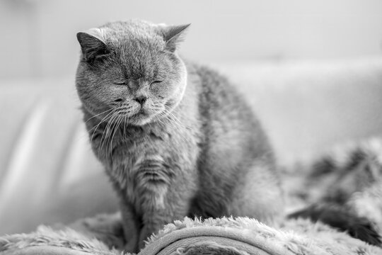 Britisch Kurzhaar - monochrom