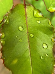 Macro Shot of Fresh Raindrops on a Vibrant Green Rose Leaf © Naty