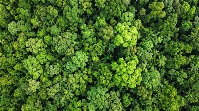 Aerial top view of a lush green tropical forest canopy with dense trees