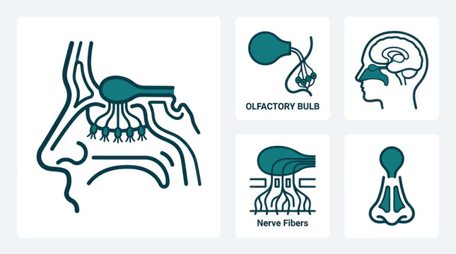 Human olfactory system anatomy diagram set.