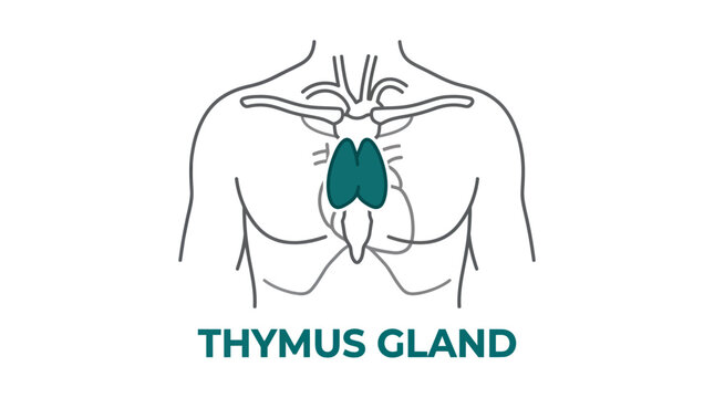 Medical diagram showing thymus gland location in chest