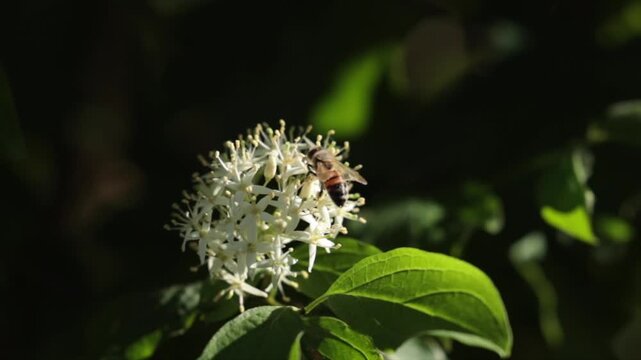 ape su un fiore bianco, di giorno, in un ambiente naturale, in primavera e alla fine vola via, video macro al rallentatore 