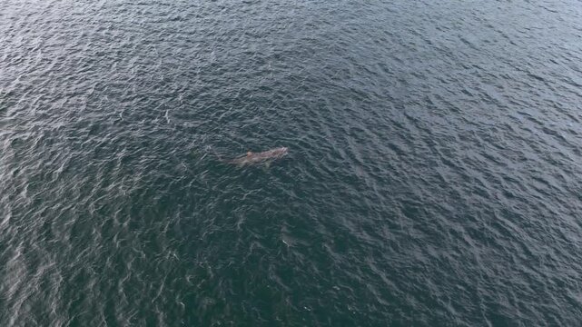 Aerial view of basking sharks in Donegal Bay - Ireland