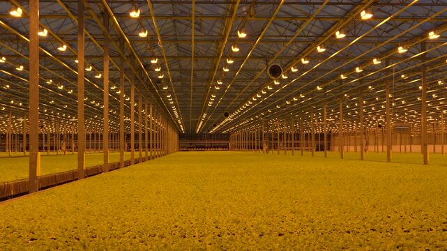 Extensive rows of green plants grow inside a massive commercial greenhouse