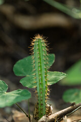 Fototapeta premium Green cactus growing among natural leaves and branches
