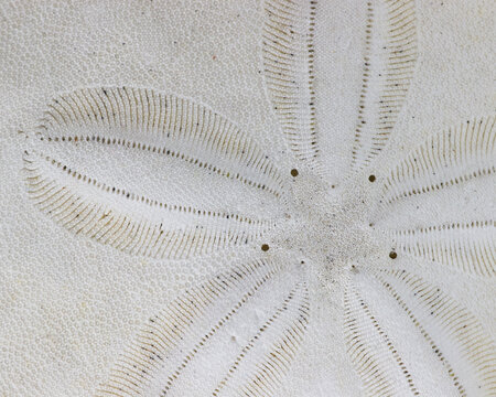 close up of sand dollar