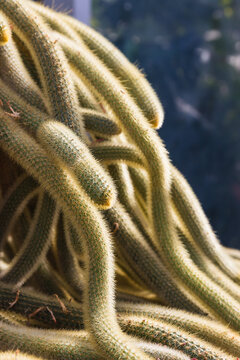 close up of cactus