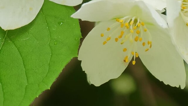 Macro close up shot of a tiny orange spider with yellow pollen on white mock orange jasmine flower petals