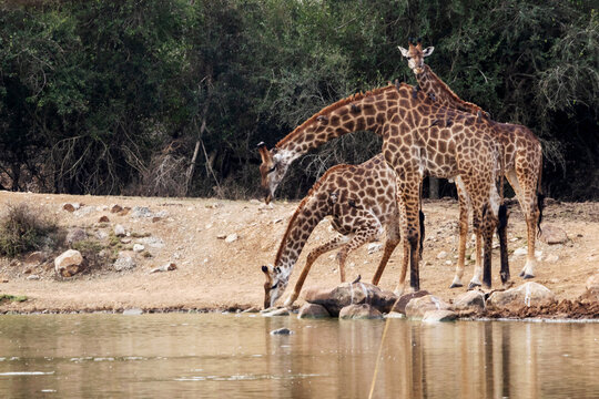 Three Giraffes (Giraffa giraffa) in different stages and poses of bending down to drink at the watering hole at Ndluvo Rest camp in Hlane Royal National Park, Eswatini,