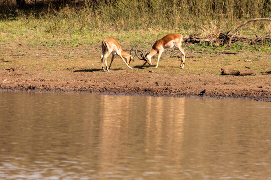Two Impala, Aepyceros melampus, fighting on the banks of the Mahlindza Dam, in Hlane Royal National Park, Eswatini, during the rutting season.