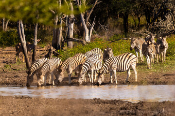 Obraz premium Tranquil scene of a herd of Zebras, Equus burchelli, drinking at Mahlindza Dam in Hlane Royal National Park, Eswatini,
