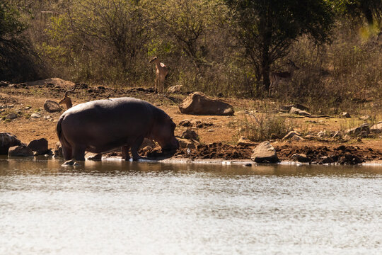 A hippopotamus (hippopotamus amphibius) busy getting out of the waterhole at Ndlovu rest camp, in Hlane Royal National Park, Eswatini.