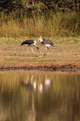 A series of Action shots of Marabou storks playing with a stick and caching each over at Mahlindza Dam, in Hlane Royal National Park, Estwatini © Marieke