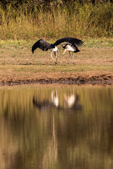 A series of Action shots of Marabou storks playing with a stick and caching each over at Mahlindza Dam, in Hlane Royal National Park, Estwatini © Marieke