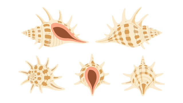 Spider conch shell set in multiple views on white background