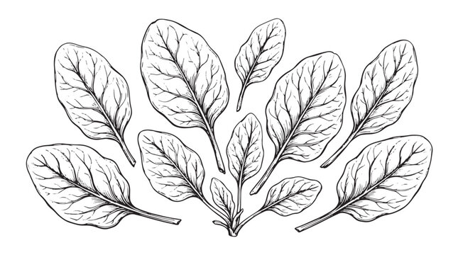 Vintage spinach leaves sketch vector set, hand drawn botanical illustrations of fresh organic spinach, black ink garden vegetable line art isolated on White Background