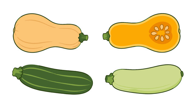 Set of squash and zucchini vegetable drawings on white
