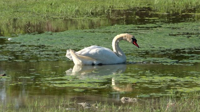 cigno bianco che sta fermo tra le acque di una palude, di giorno e mangia le alghe e le foglie sull'acqua, video in tempo reale, 